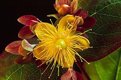 G胖：Steam Deck定价挺“痛苦” 但“至关重要”